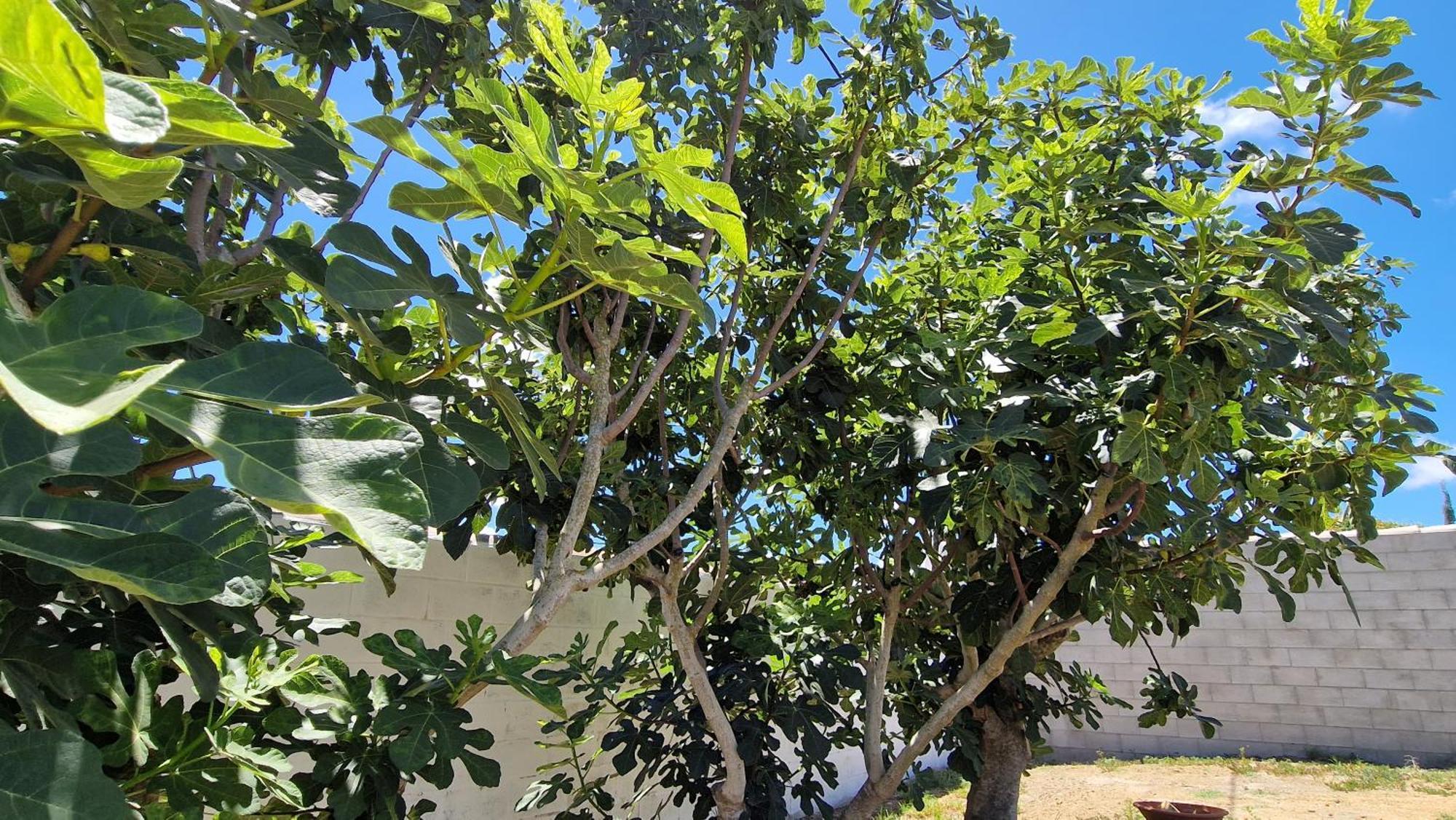 Casa Vacacional En Chiclana De La Frontera Villa Dış mekan fotoğraf